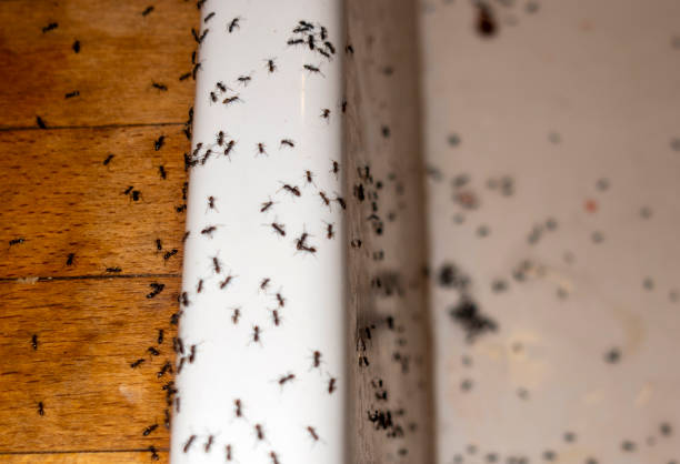 Pest Control Cost in Ithaca, MI
