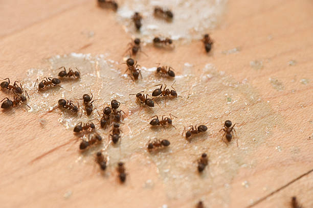Best Wildlife Control Services  in Ithaca, MI