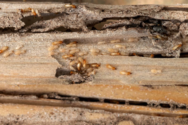 Best Best Pest Control Companies  in Ithaca, MI